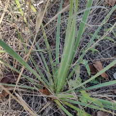 Yucca arkansana