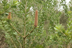 Banksia praemorsa