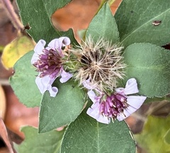 Symphyotrichum drummondii