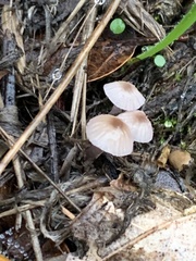Mycena rosella