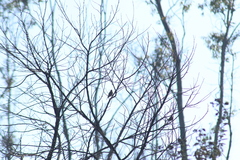 Spizella passerina