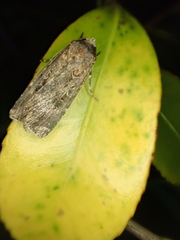 Agrotis munda
