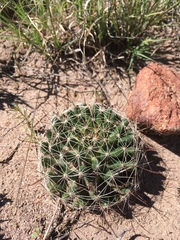 Mammillaria wrightii wrightii