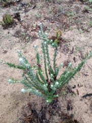 Eriophyllum confertiflorum