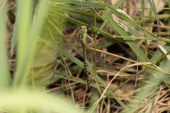 Austrogynacantha heterogena