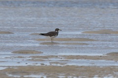 Ichthyaetus hemprichii