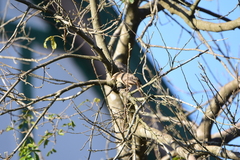 Campylorhynchus turdinus