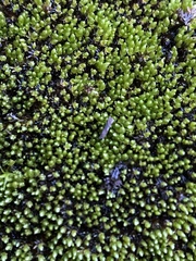 Ptychostomum pseudotriquetrum