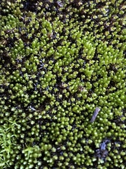 Ptychostomum pseudotriquetrum