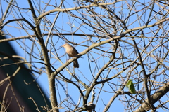 Campylorhynchus turdinus