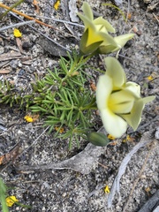 Gompholobium ecostatum