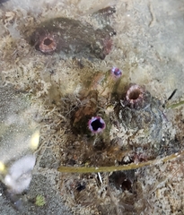 Cnemidocarpa nisiotis