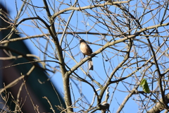 Campylorhynchus turdinus