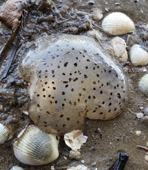 Desmonema gaudichaudi