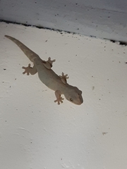 Thecadactylus rapicauda