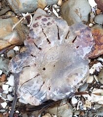 Desmonema gaudichaudi