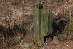 Lophocereus marginatus