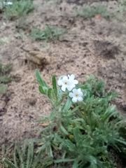 Cryptantha intermedia
