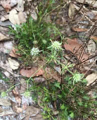 Eryngium aromaticum