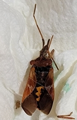 Leptoglossus occidentalis