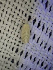 Earias paralella