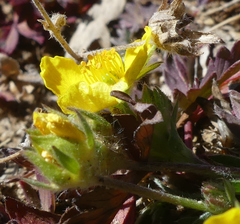 Potentilla glaucophylla