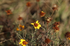 Dyssodia tagetiflora