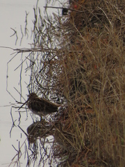 Gallinago