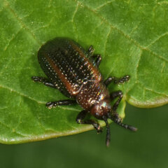 Microrhopala vittata