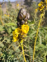 Senna didymobotrya