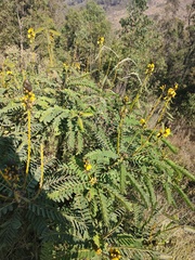 Senna didymobotrya