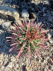 Ferocactus recurvus