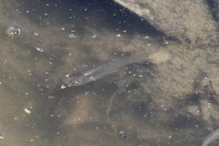 Gambusia affinis