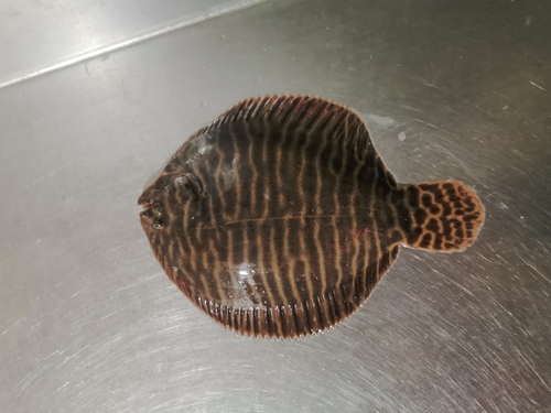 Network sole (Achirus scutum) — Achiridae — 2