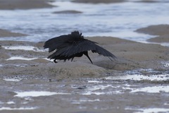 Egretta ardesiaca