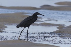 Egretta ardesiaca