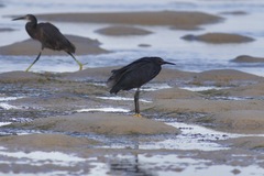 Egretta ardesiaca
