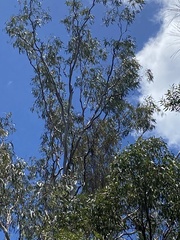Amyema miquelii