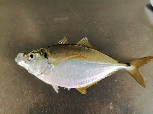 Bumper (Chloroscombrus orqueta) — Carangidae — 5