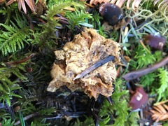Hydnum oregonense