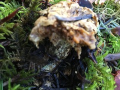 Hydnum oregonense