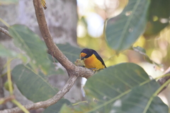 Euphonia violacea