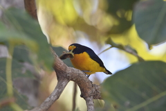 Euphonia violacea