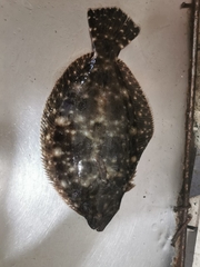 Paralichthys woolmani