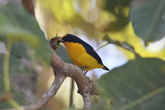 Euphonia violacea