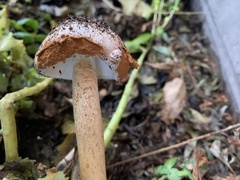 Battarrea phalloides