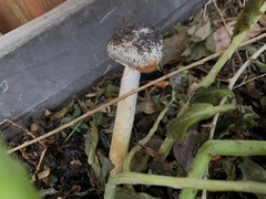 Battarrea phalloides