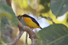 Euphonia violacea