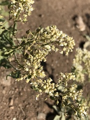 Lepidium draba