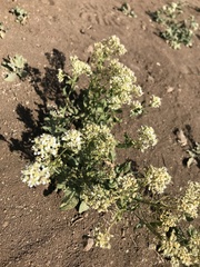 Lepidium draba